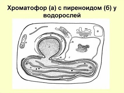 Хроматофор это