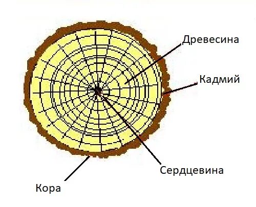 Поперечный и продольный срез. Поперечный и продольный срез ветки. Поперечный и продольный срез ветви. Продольный срез ветки дерева. Продольньный и поперечный срезы ветки.