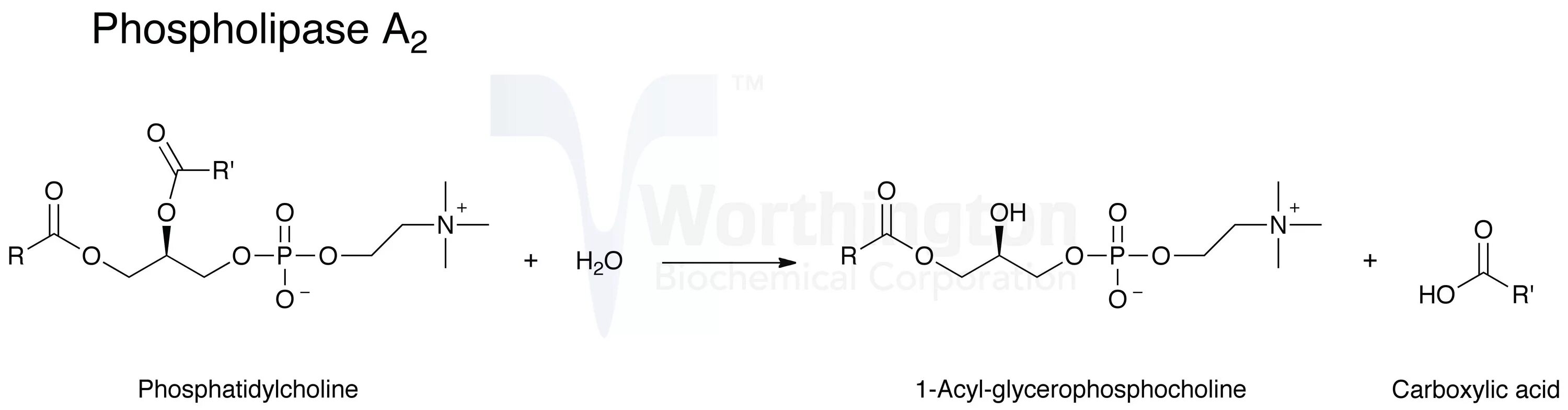 Phospholipase. Фосфолипаза c. Phospholipase d. Veluderm (Велюдерм) phosphatidylcholine, фосфатидилхолин, как применять. Фосфатидилхолин это