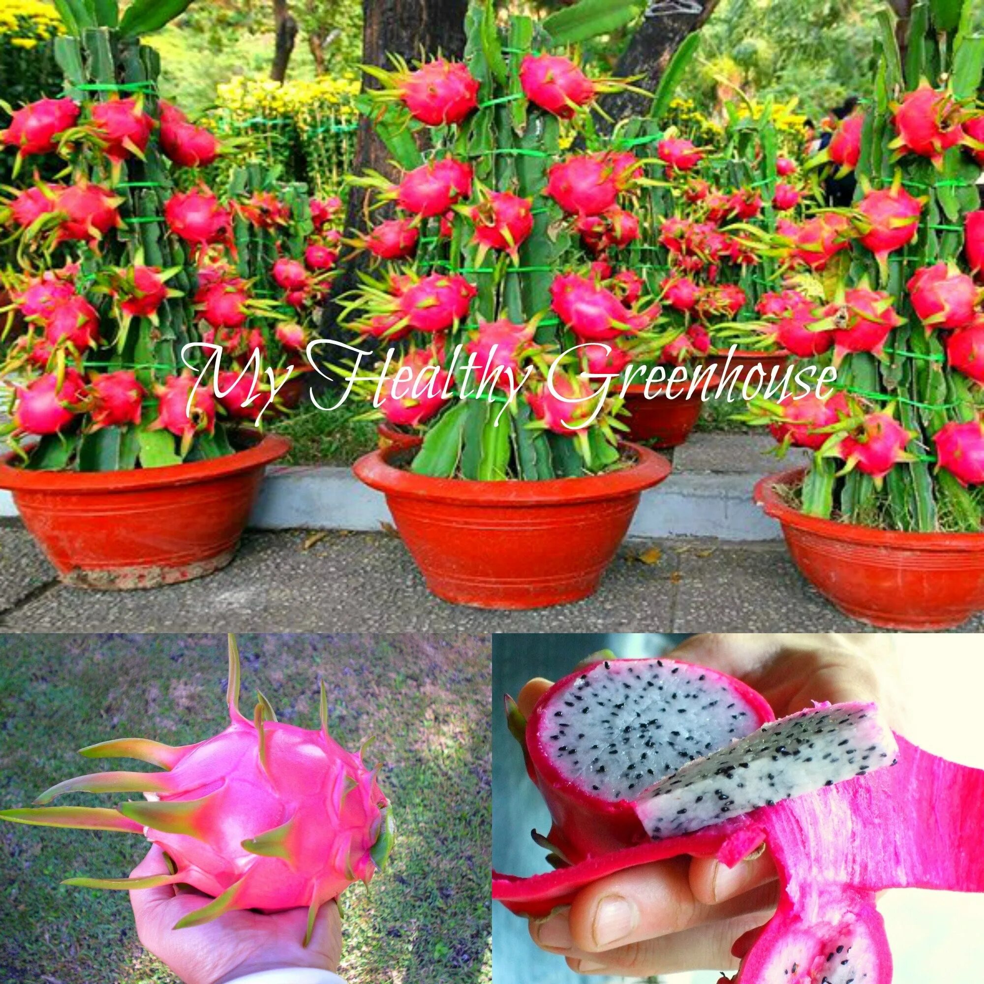 Питайя драконий фрукт кактус. Как вырастить питахайю из семян. Питахайя кактус. Как вырастить питахайю из семян. Питахайя всходы.