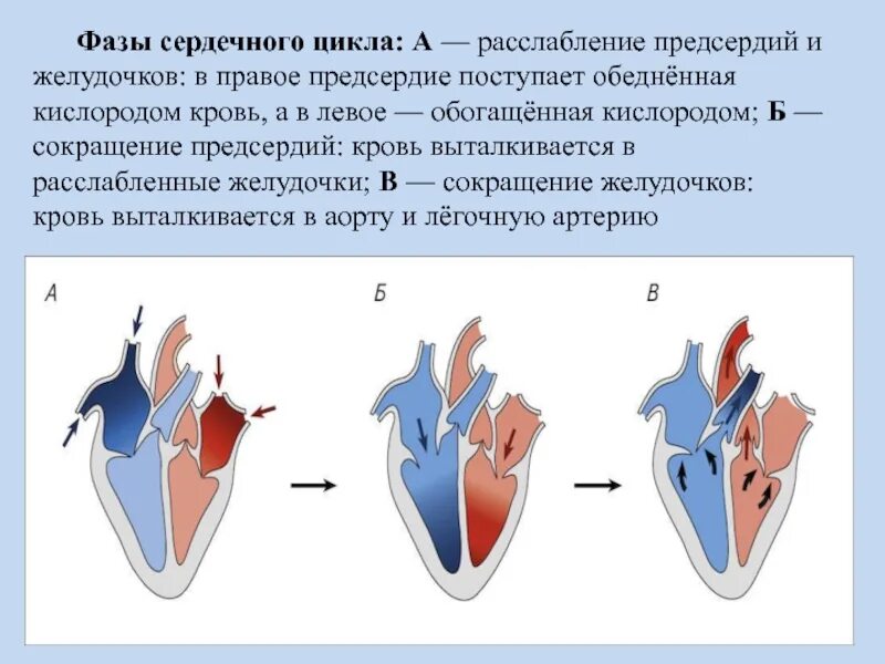 Как называется сокращение желудочков. Фазы сердечного цикла сокращение предсердий. фазы сердечной деятельности схема. сердечный цикл систола желудочков. фаза сердечного цикла систола желудочков.