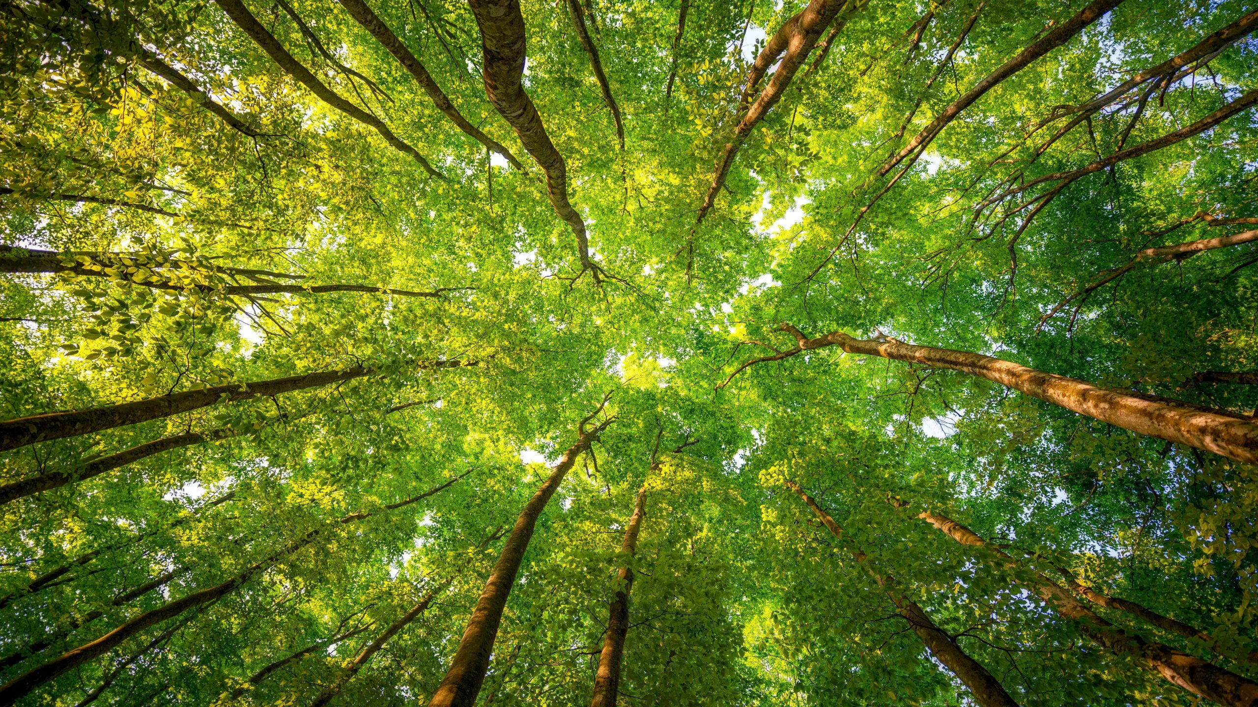 I see trees