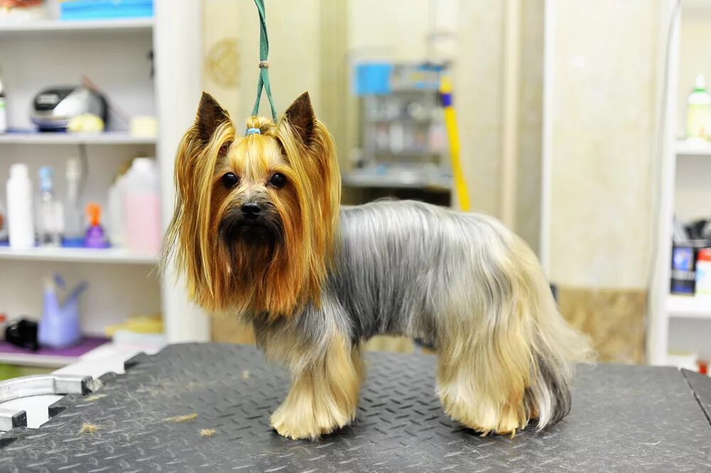 Йоркширский терьер стрижка каре. Гигиеническая стрижка йорка. Стрижка йорка с колтунами. Йоркширский терьер стрижки длинные. Йоркширский терьер стандарт стрижки.