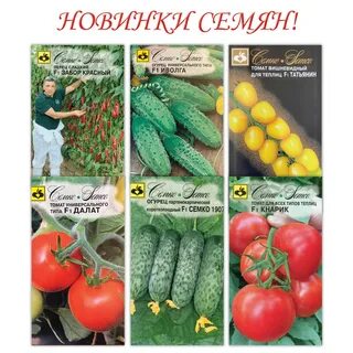Огурцы сорт платоша