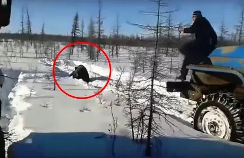 Грохот ближнего боя еще осенью поднял медведя