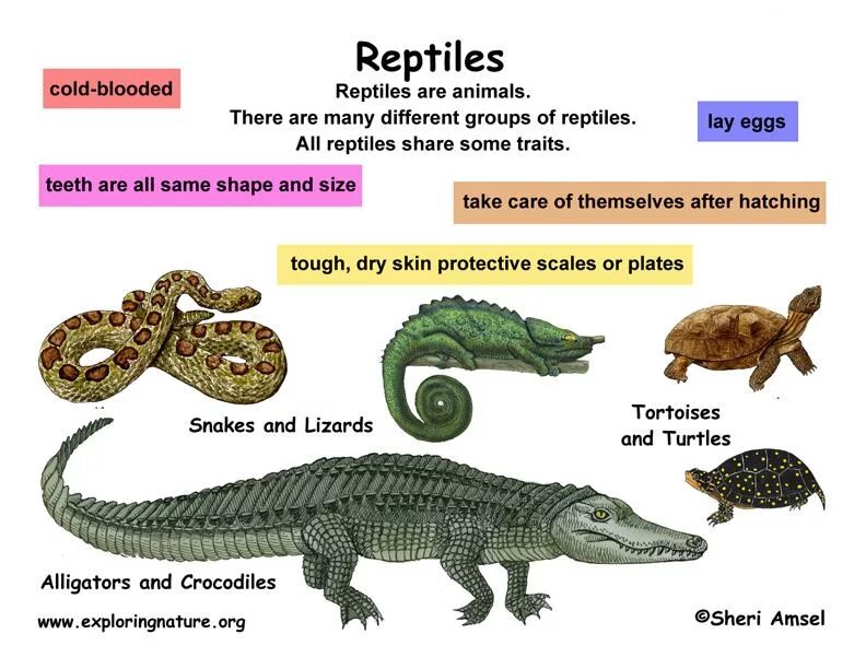 Размеры рептилий. Пресмыкающиеся виды животных. Рептилии на английском примеры. Животные рептилии на английском. Types of Reptiles.