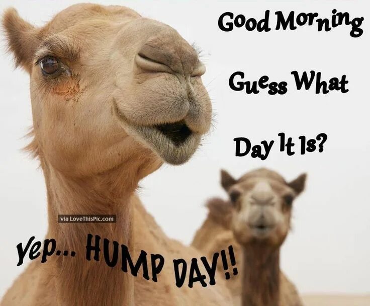 Guess what day it is. Лама happy hump day. hump day.