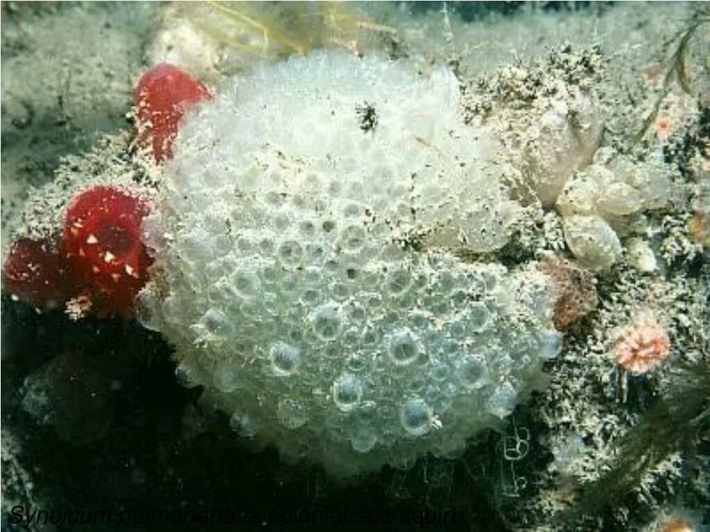 Образ жизни асцидии. Асцидия пурпурная halocynthia aurantium. synoicum pulmonaria ascidia. асцидии асцидии. асцидия индийский океан.