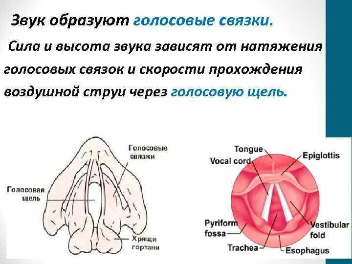 Высота голоса зависит от голосовых связок. Образует голосовую щель. Голосовые связки образованы:. Голосовые связки и голосовая щель.