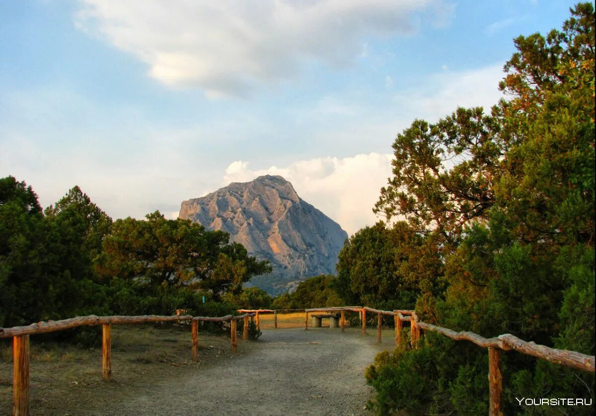 Сосна станкевича (судакская, пицундская). Можжевеловая роща. Крым новый свет реликтовая можжевеловая роща. Реликтовая можжевеловая роща новый свет. Можжевеловый парк новый свет.