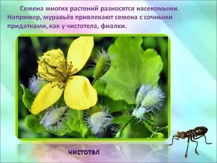 Какие способы распространения семян наблюдали в природе
