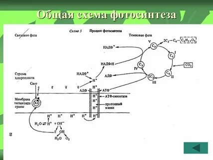 Схема фотосинтеза егэ биология