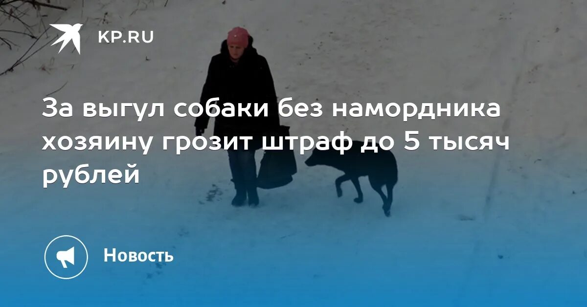 Выгул без поводка статья. Выгул собак без намордника. Штраф за выгул собак без намордника. Собаки без намордников выгул штраф. Штраф за собаку без поводка.