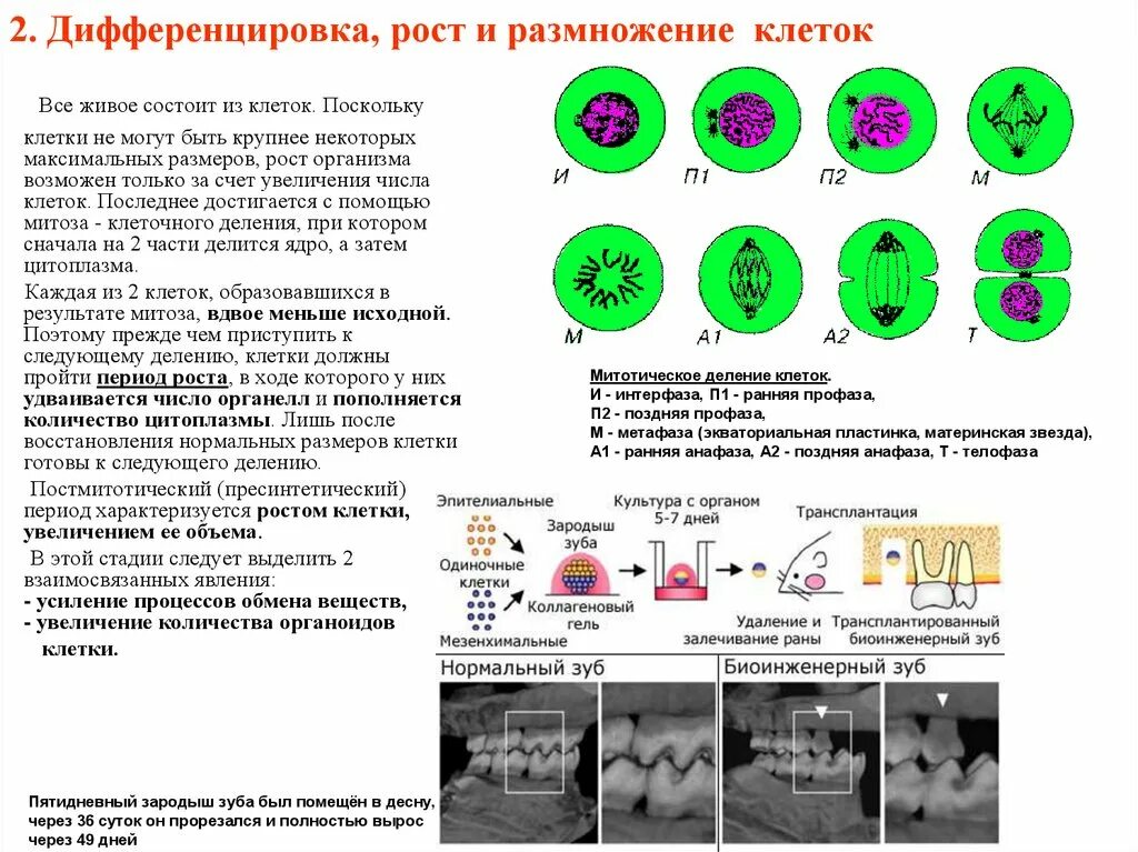 Рост и дифференцировка клеток