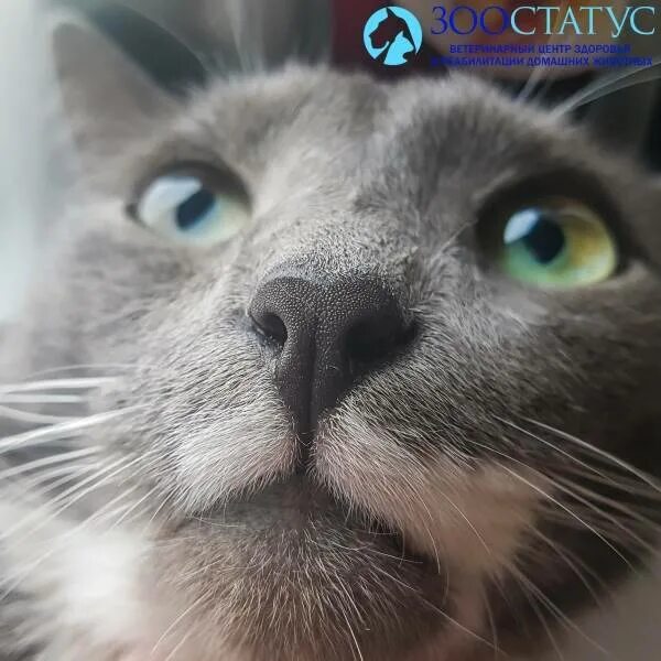 Утром сухой нос. Генсуха кот.