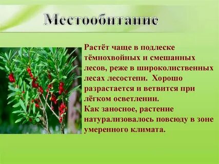 Растения растут постоянно