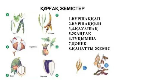 Жалаңаш қыз