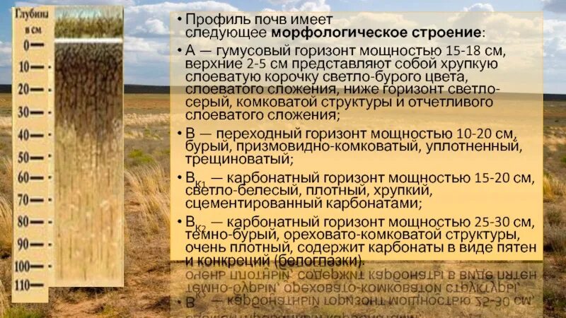 Серые лесные почвы мощность гумусового горизонта. Почвенный профиль бурые полупустынные почвы. мощность гумусового горизонта бурых почв. бурые полупустынные почвы в россии. почвенный горизонт бурых полупустынных почв.