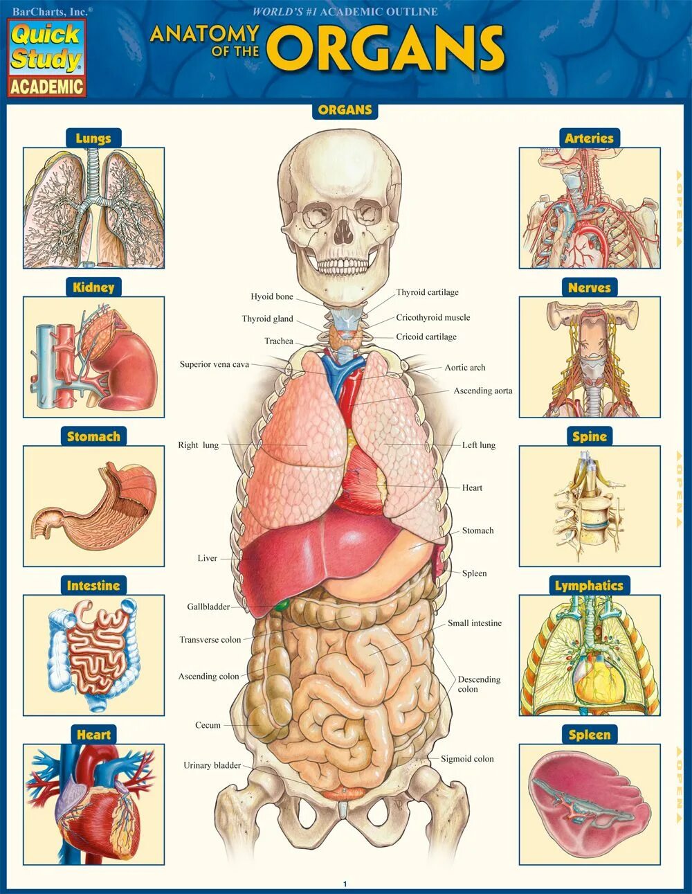 Анатомия человека. Пеатмоич человнка. Внутренние органы человека. Человек анатомия человека.