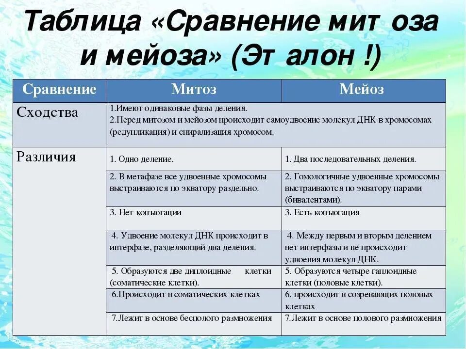 Сходство и различие мейоза и митоза таблица