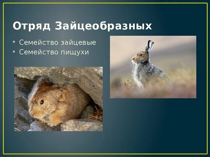 Млекопитающие отряд зайцеобразные. Зайцеобразные млекопитающие представители. зайцевые и зайцеобразные. отряд зайцеобразные семейство. представители отряда зайцеобразных.