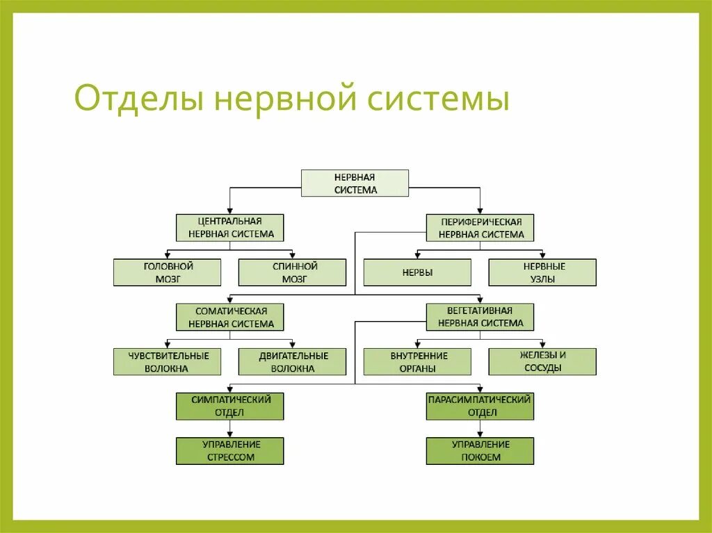 Подразделения нервной системы. Классификация отделов нервной системы. Кластер классификация нервной системы. Классификация нервной системы схема. Строение нервной системы кластер.