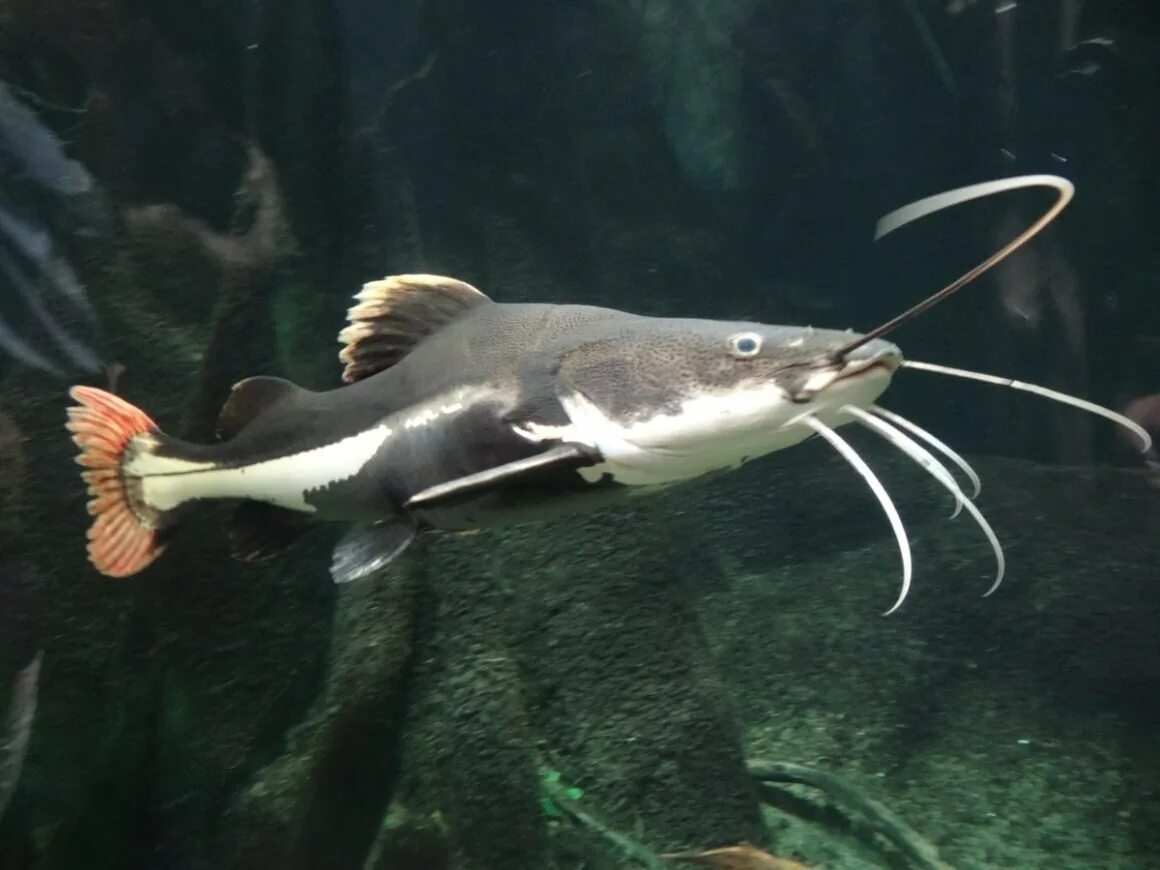 Морской сомик