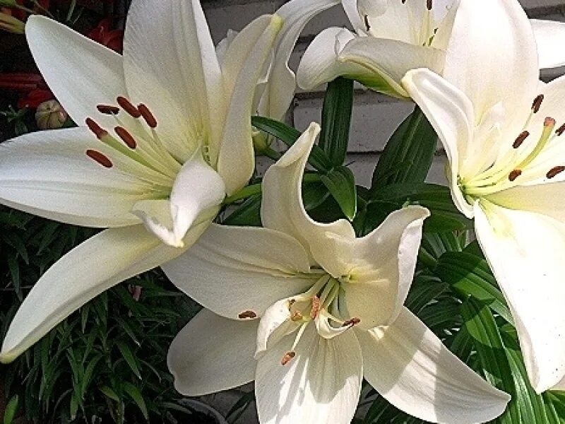 лилия сесил. лилия азиатская тинилко. лилия тайни шэдоу. лилия джудит саффинья. луковицы лилий в магазине.