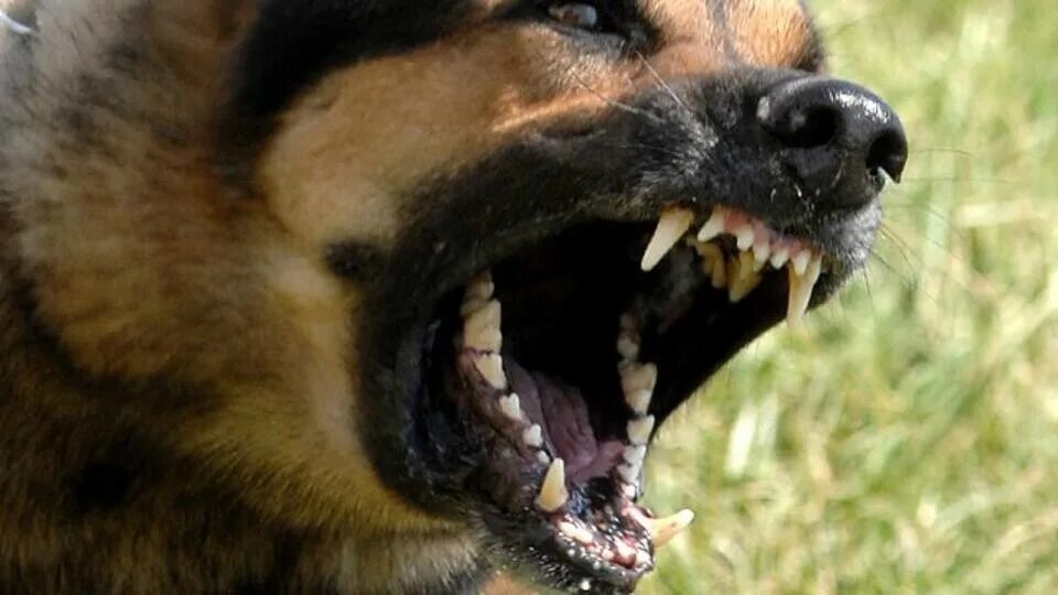 Агрессивная собака. Агрессия собак. Бешеные бродячие собаки. Бешеные бродячие собаки. Укусила бездомная собака.