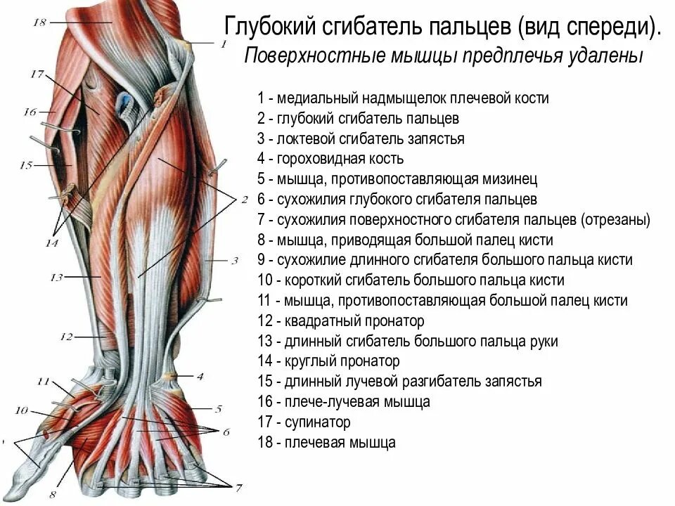 Мышца разгибающая руку