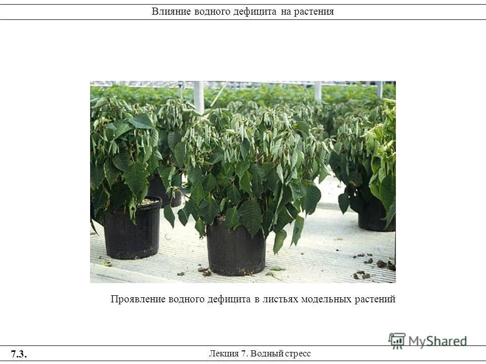 водный дефицит растений