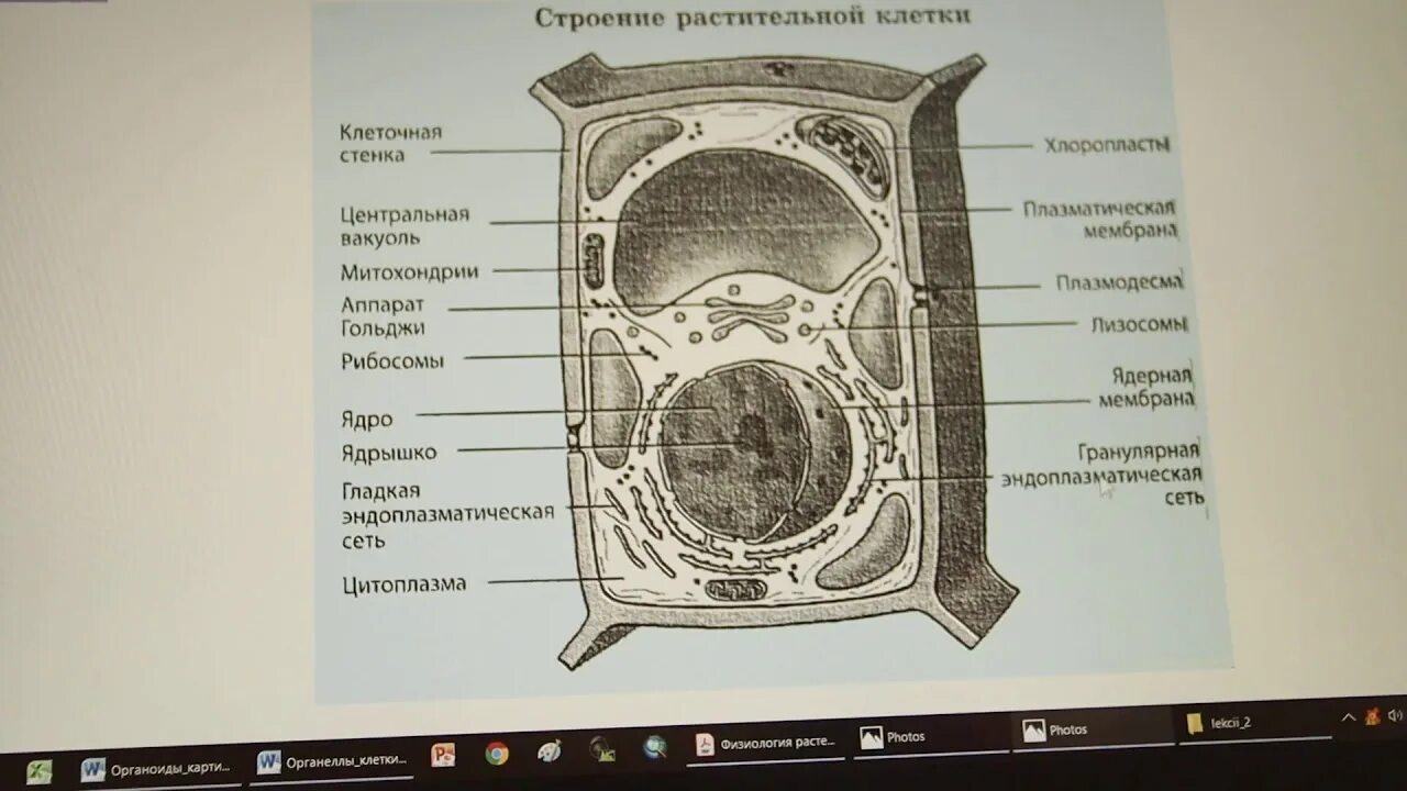 Органеллы растительной клетки. Органоиды растительной клетки стенка клетки. Органоид растительной клетки состоящий из целлюлозы. Органоид клеточные стенки из целлюлозы. Строение растительной клетки ответы