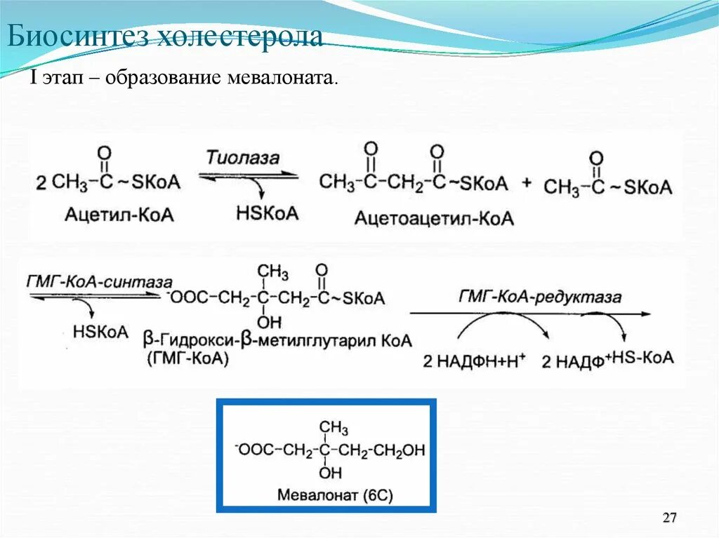 Биосинтез холестерина