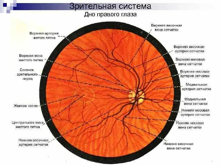 Центральная Вена сетчатки. Глазное дно Центральная артерия и Вена. Артерии сетчатки анатомия. Центральная артерия сетчатки. Центр сетчатки