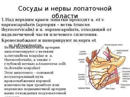 Лопаточная область границы