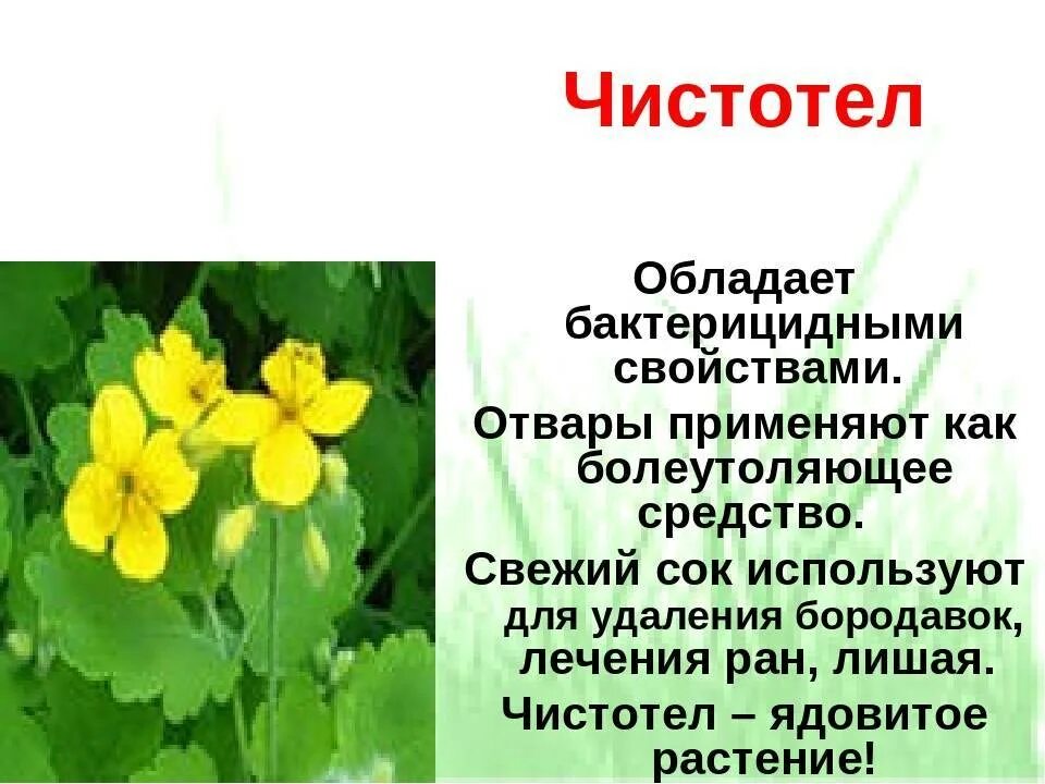 Лекарственные растения чистотел. Чистотел большой лекарственное растение. Чистотел краткая характеристика. Чистотел описание. Трава чистотел свойство применение