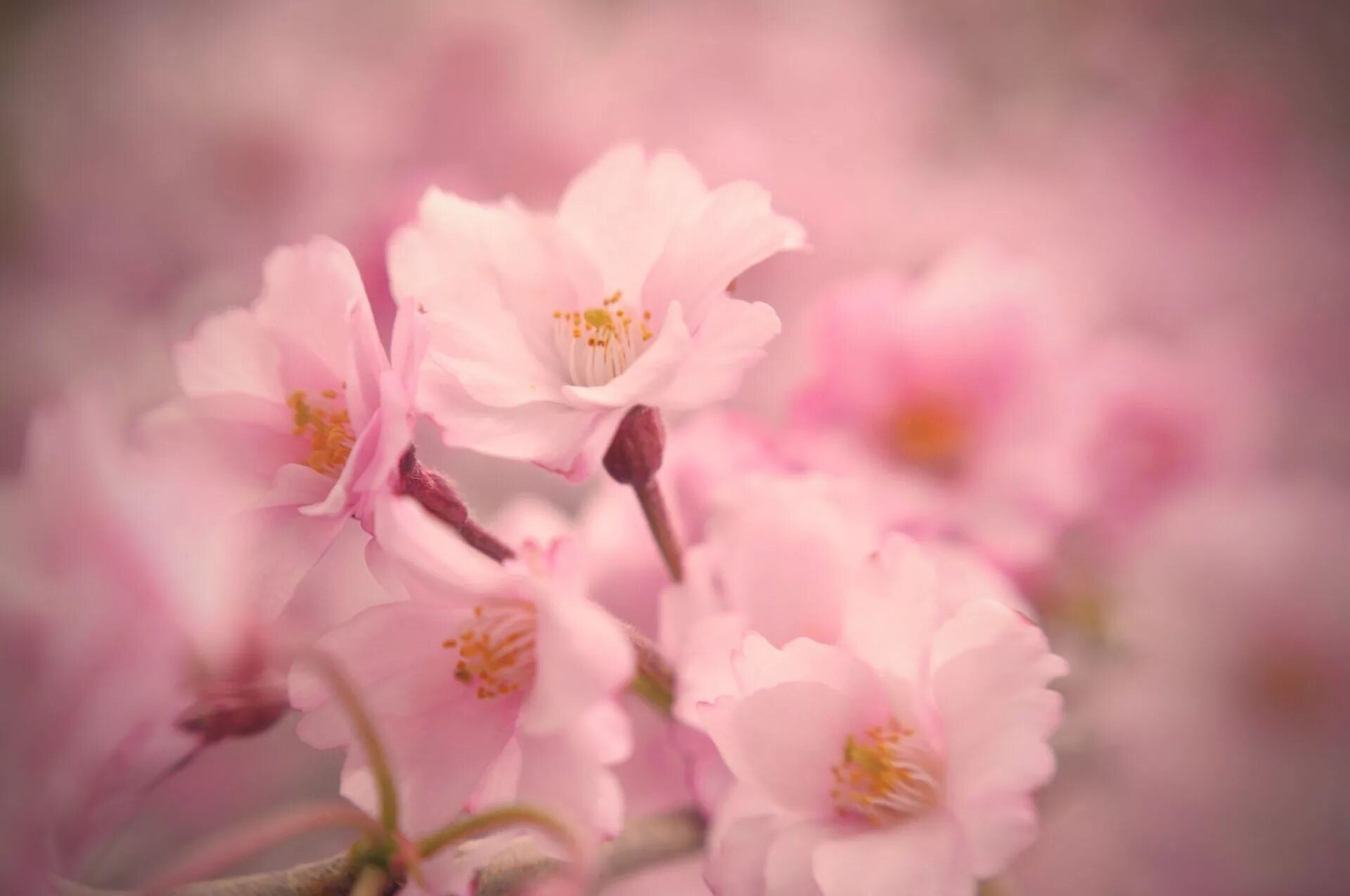Красивые нежные картинки. Нежный цветок. Розовые цветы. Нежно розовые цветы. Нежные цветочки.