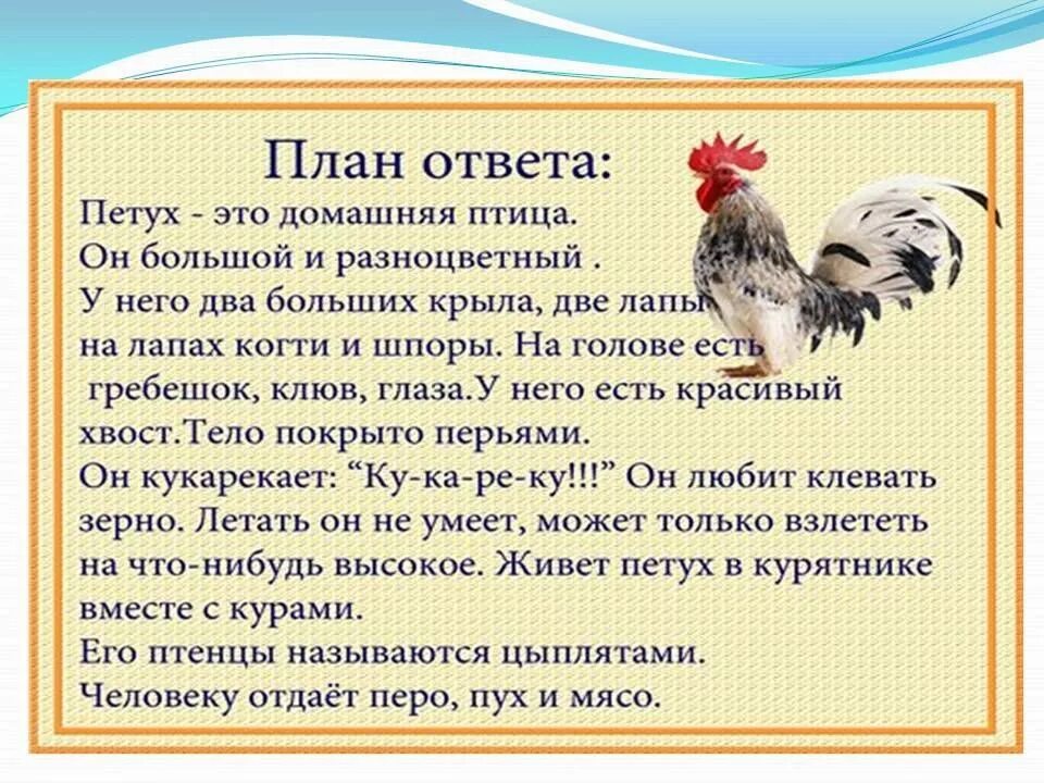 Читать здравствуй курица. Рассказ о домашних птицах. Рассказ об тамошних животных. Описание домашних птиц. Разказпро домашних животных.