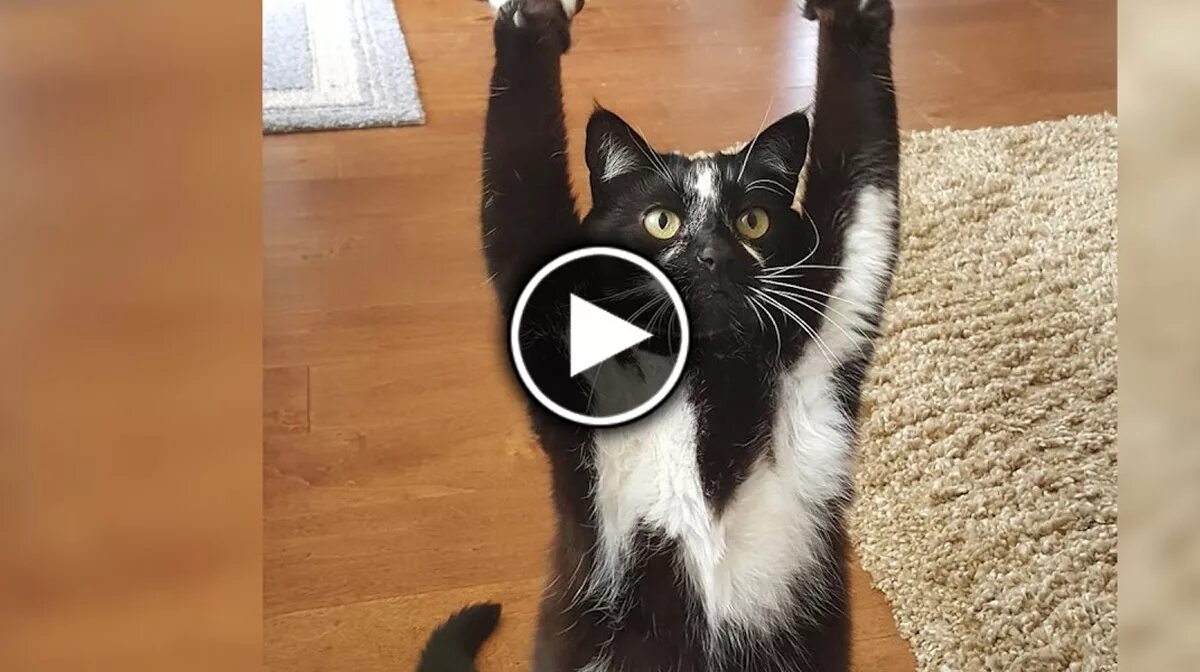 Кот задрал заднюю лапу. Кот лапы вверх. Почему кошка поднимает лапу. Котик с поднятыми лапками мем. Котики без лапок.