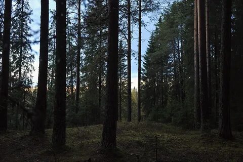 В глухом лесу на сосне черный