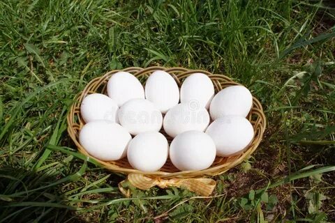 К чему снится собирать много куриных яиц