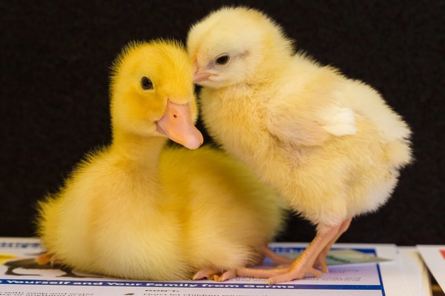 цыплята утята гусята. цыпленок утенок гусенок. гусь гусенок гусята. гусята мамуты. утята и гусята.