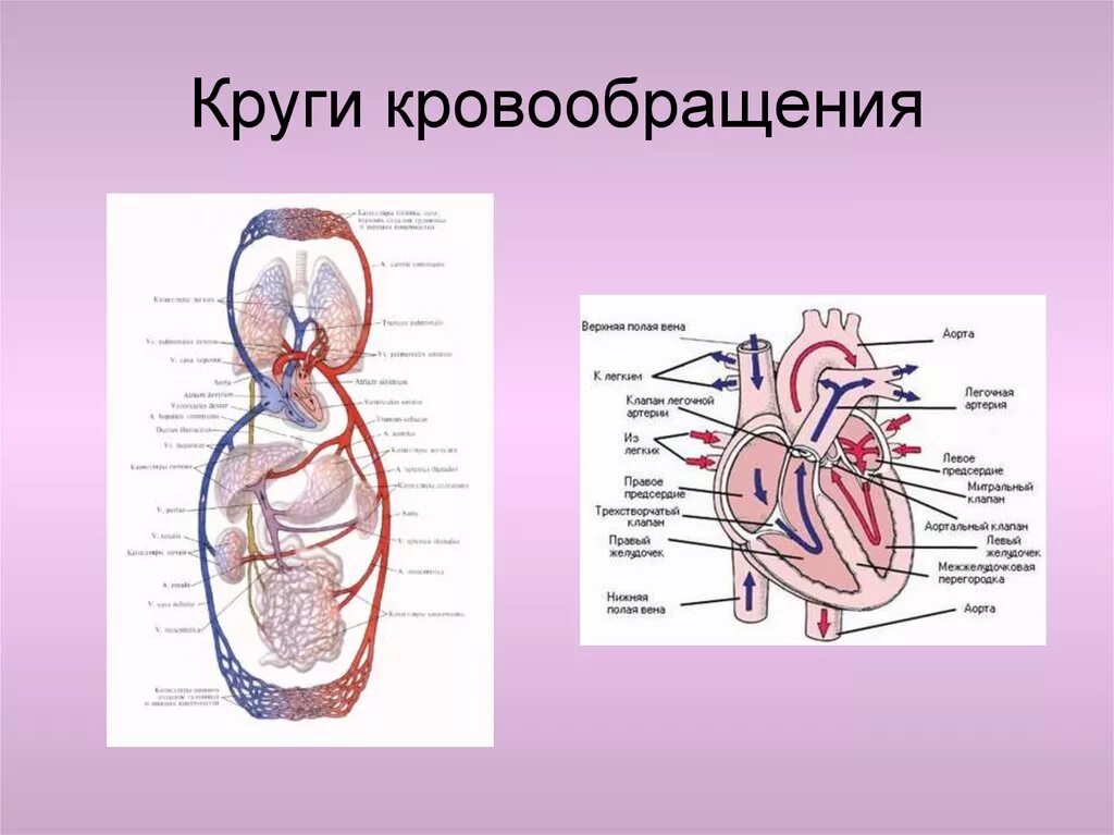 Сердце человека схема большой круг кровообращения. Строение сердца большой круг кровообращения. Схема большого круга кровообращения у человека анатомия. Малый круг кровообращения схема сердца.