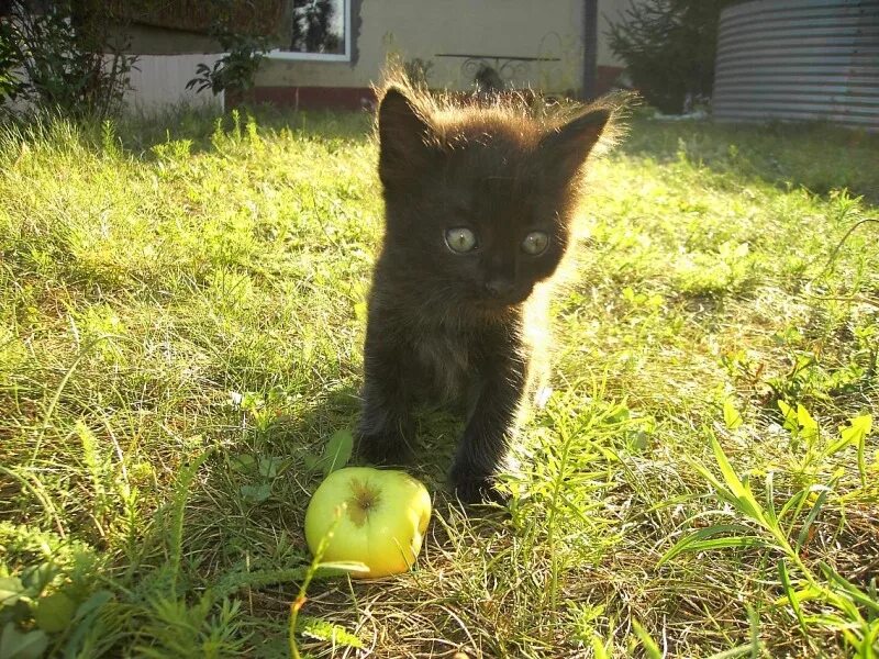 ждем домой. котик в обмороке. когда домой. домой домой. ждём тебя домой.