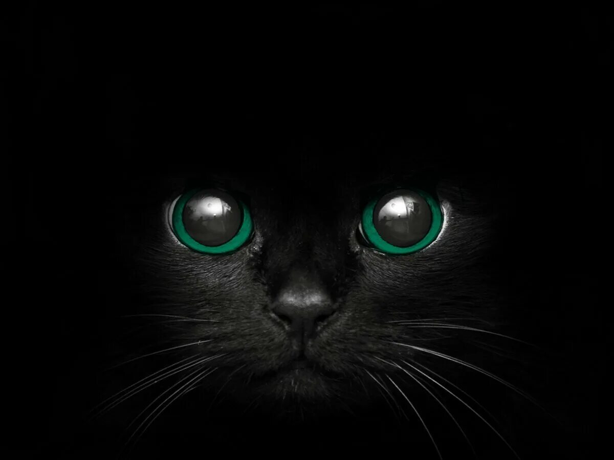 Black cat eye. Чёрный кот с зелёными глазами. Черная кошка с зелеными глазами. Чёрные коты с зелёными глазами. Черный кон с зелёными глазами.