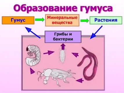 Процесс образования гумуса