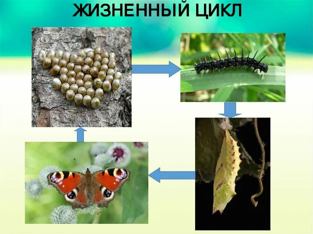 Стадия жизни насекомого. Гусеница бабочки павлиний глаз. Жизненный цикл бабочки павлиний глаз. Кокон гусеницы павлиний глаз. Куколка бабочки павлиний глаз.