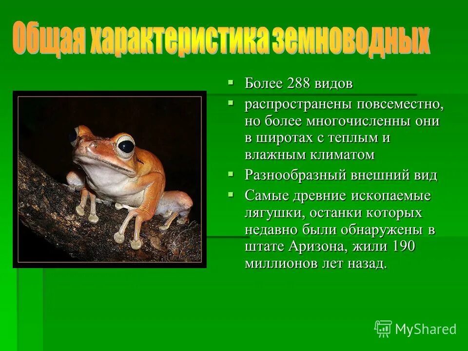 лягушка характеристика животного