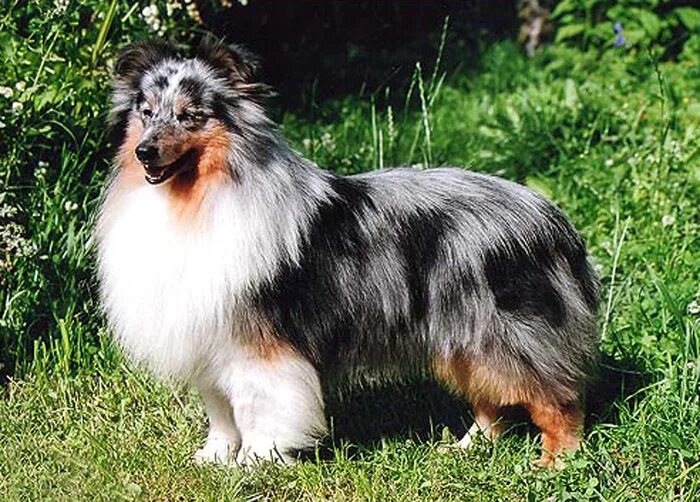 графского поместья шелти