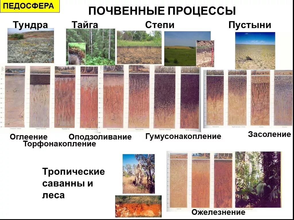 Типы почв тайга и степь. Почвенные процессы. Основные элементарные почвенные процессы. Педосфера почва. Процесс оподзоливания.